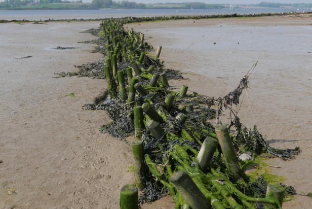 Brushwood bundles